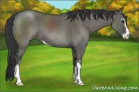 Horse Color:Grullo Sabino 