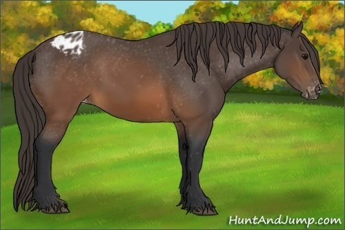Horse Color:Brown Appaloosa 