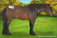 Horse Color:Brown Appaloosa 