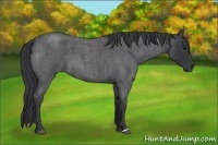Horse Color:Blue Roan 