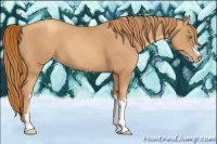Horse Color:Gold Champagne 