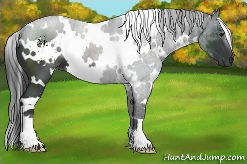 Horse Color:White Spotted Black 