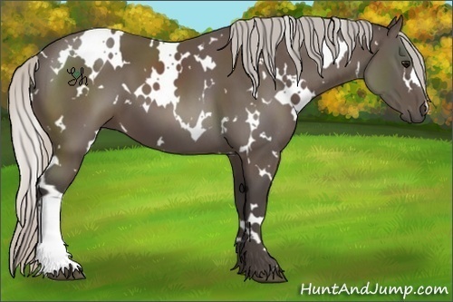 Horse Color:White Spotted Silver Black 
