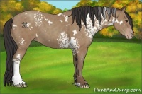 Horse Color:White Spotted Classic Champagne 