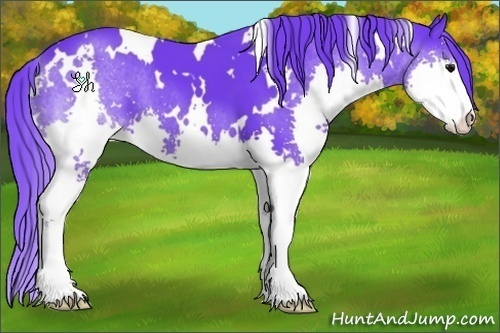 Horse Color:Watercolor White Spotted Black Sabino Splash