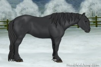 Horse Color:Black  and Black 
