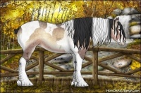 Horse Color:Buckskin Ice Onyx Sabino Splash Tobiano