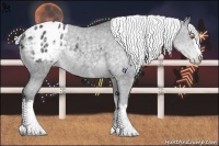 Horse Color:White Spotted Silver Black Chinchilla Appaloosa 