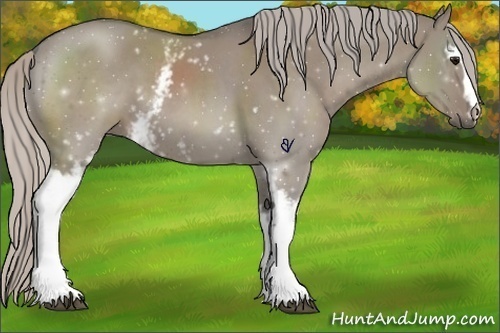 Horse Color:White Spotted Silver Grullo 