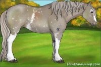 Horse Color:White Spotted Silver Grullo 