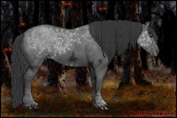 Horse Color:Black Ice Sabino