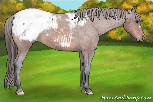 Horse Color:Bay Appaloosa 