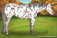 Horse Color:Liver Chestnut Sabino Appaloosa 