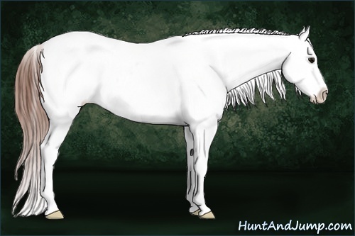 Horse Color:Brown Ice Appaloosa 