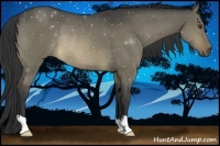 Horse Color:Brown Dun Rabicano