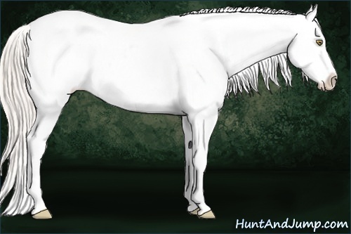 Horse Color:Silver Amber Champagne Ice Roan Appaloosa