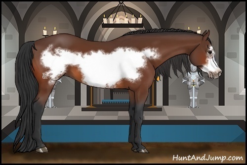 Horse Color:Bay Frame 