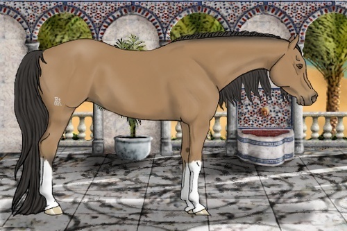 Horse Color:Buckskin 