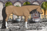 Horse Color:Buckskin 