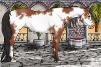 Horse Color:Bay Frame