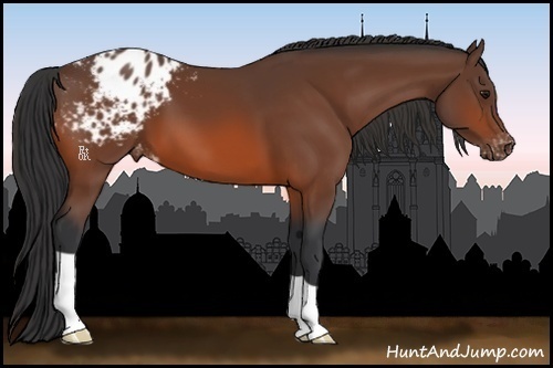 Horse Color:Bay Appaloosa 