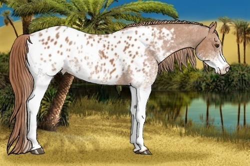 Horse Color:White Spotted Chestnut Blanket