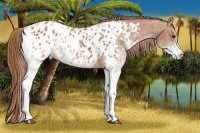 Horse Color:White Spotted Chestnut Appaloosa