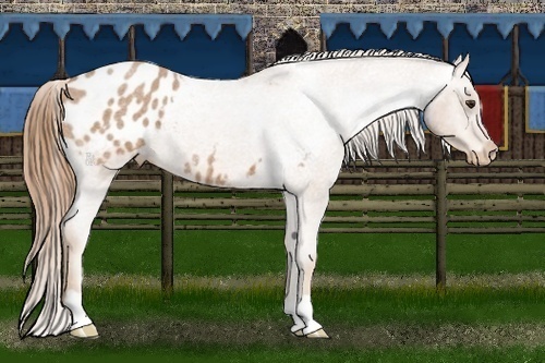 Horse Color:Red Roan Appaloosa