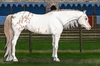 Horse Color:Red Roan Blanket
