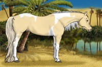 Horse Color:Palomino Dun Tobiano