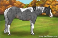 Horse Color:Liver Red Roan Splash Tobiano 