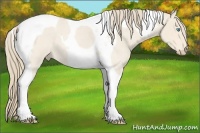 Horse Color:Perlino Roan Tobiano