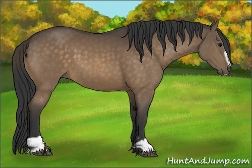Horse Color:Buckskin Sabino 