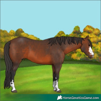 Horse Color:Brown 