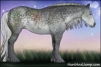 Horse Color:Silver Black Chinchilla  and Silver Black Chinchilla 