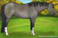 Horse Color:Grullo