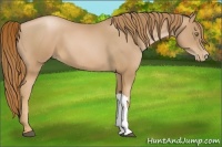 Horse Color:Chestnut Pearl