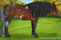 Horse Color:White Spotted Bay 