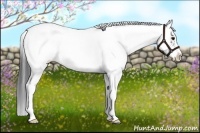 Horse Color:Black Sabino Rabicano 