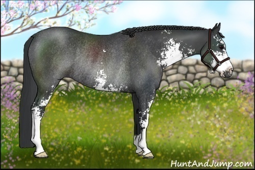 Horse Color:Black Sabino Rabicano