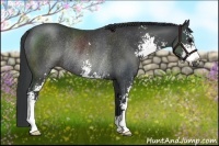 Horse Color:Black Sabino Rabicano