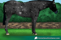 Horse Color:ERROR: UNKNOWN ANOMALY