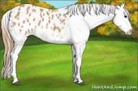 Horse Color:Buckskin Appaloosa 