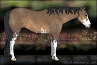 Horse Color:Brown Dun Sabino
