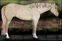 Horse Color:Chocolate Palomino Roan Dun 