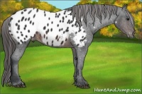 Horse Color:Brown Appaloosa