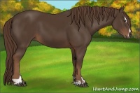 Horse Color:Liver Chestnut Sabino 