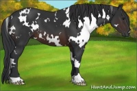 Horse Color:White Spotted Brown 