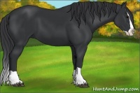 Horse Color:Black Splash 