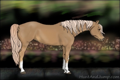 Horse Color:White Spotted Palomino